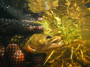 One Day Trout Float Trips