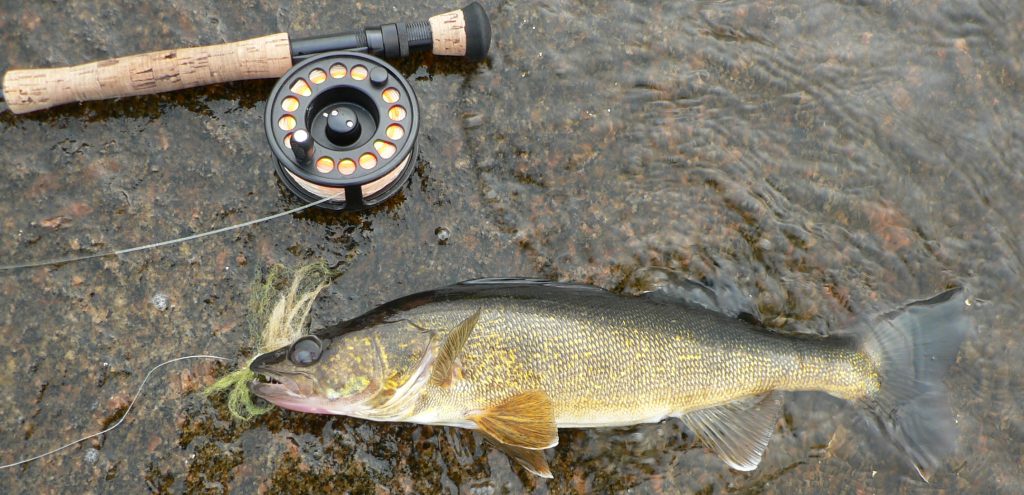 FLY FISHING for Walleye! 