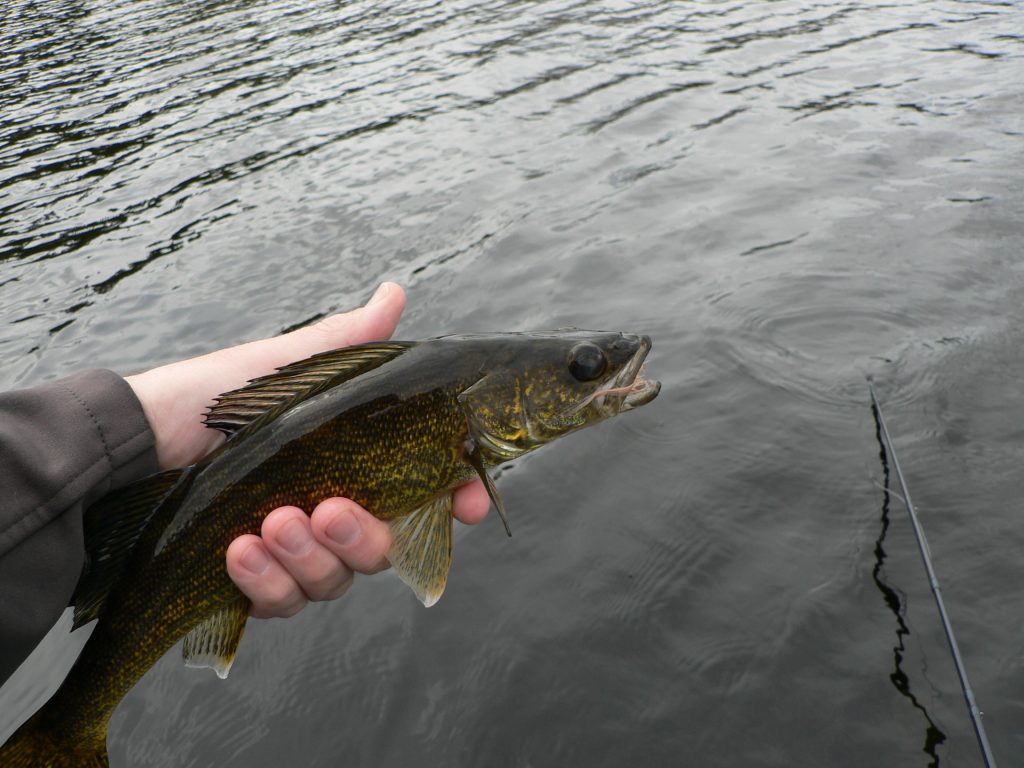 Walleye Pickerel Fly Fishing Manitoba Fly Fishing Guide Winnipeg