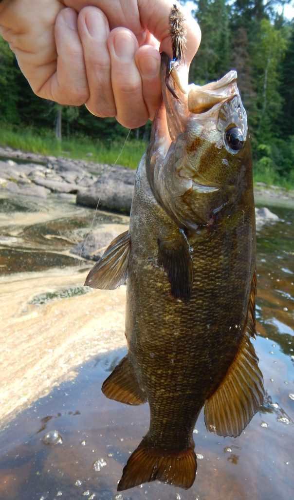 Medium sized Manitoba bass
