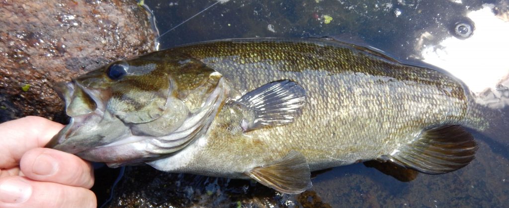 Slab Smallie on rocks