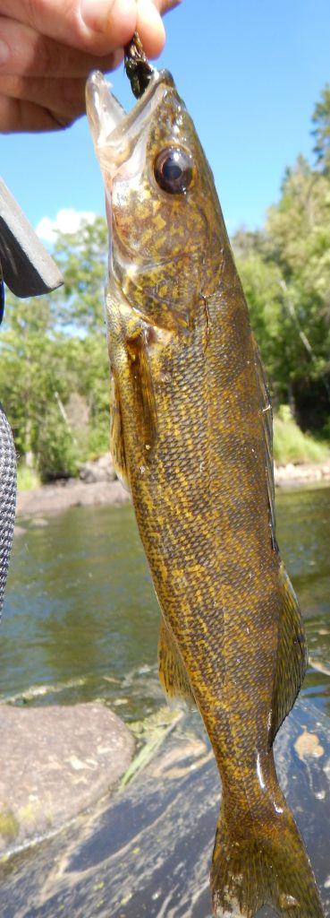 Walleye falls for muddler minnow in Manitoba