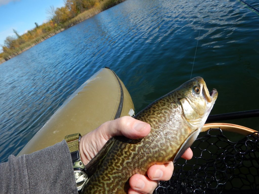 pike Archives - Page 2 of 3 - Fly Fishing Manitoba