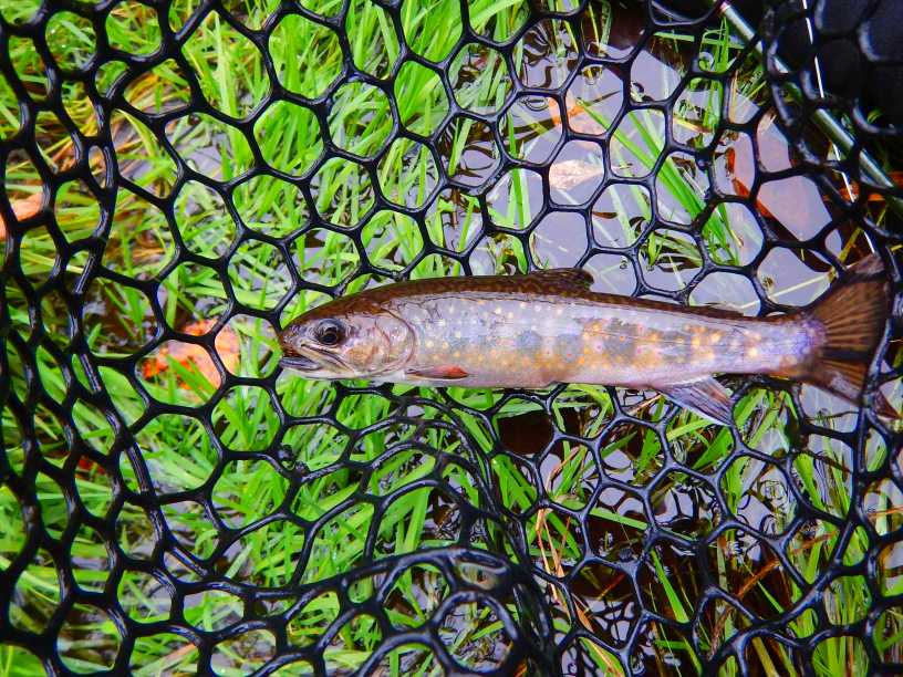 Manitoba's Wild Brook Trout - Tenkara Fly Fishing - Winnipeg Manitoba