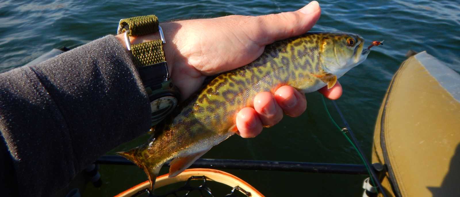 Small Manitoba Tiger Trout