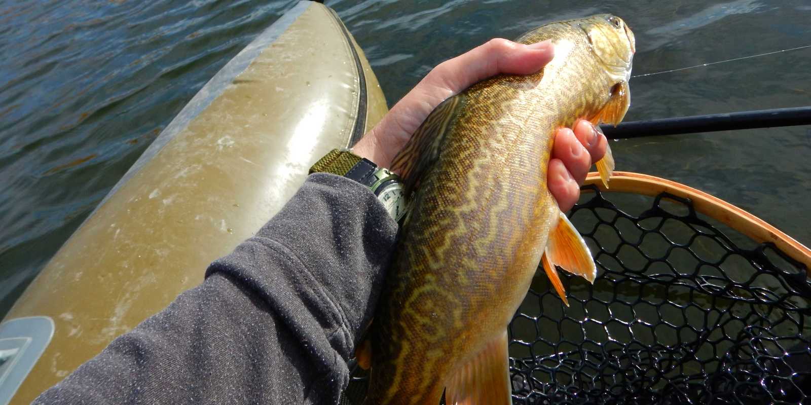 Manitoba Tiger Trout 