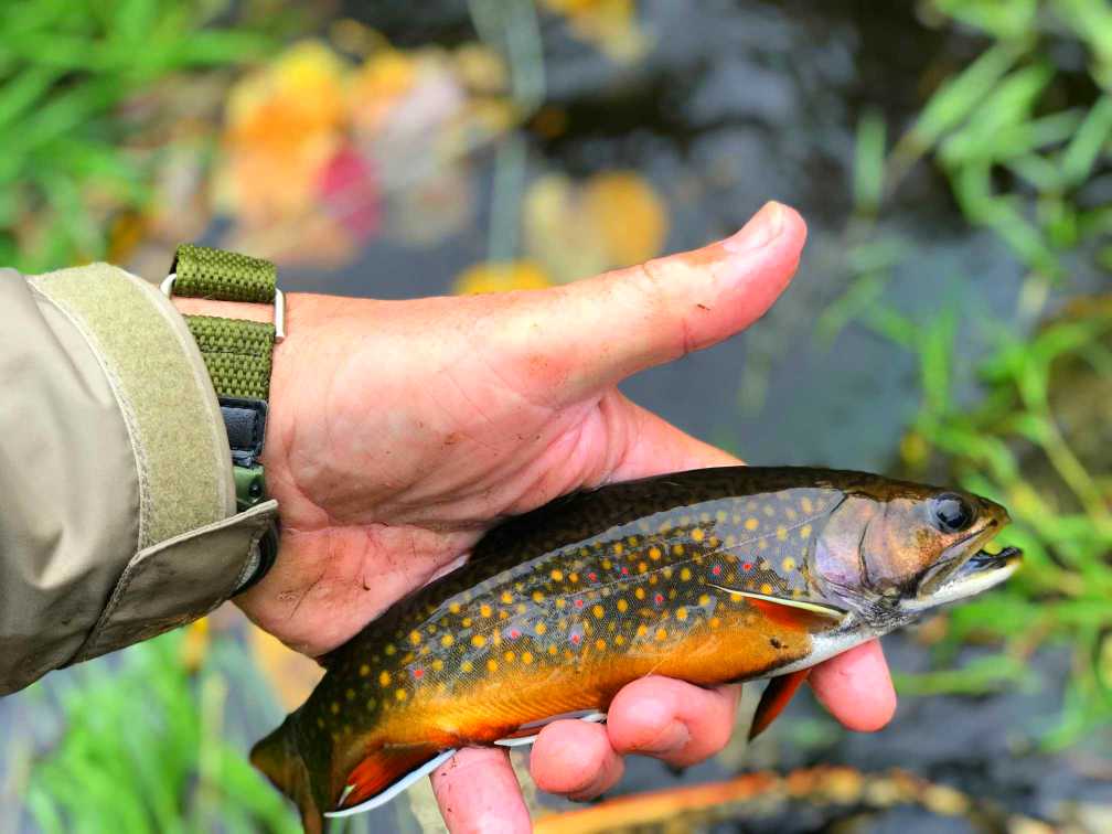 facts about brook trout