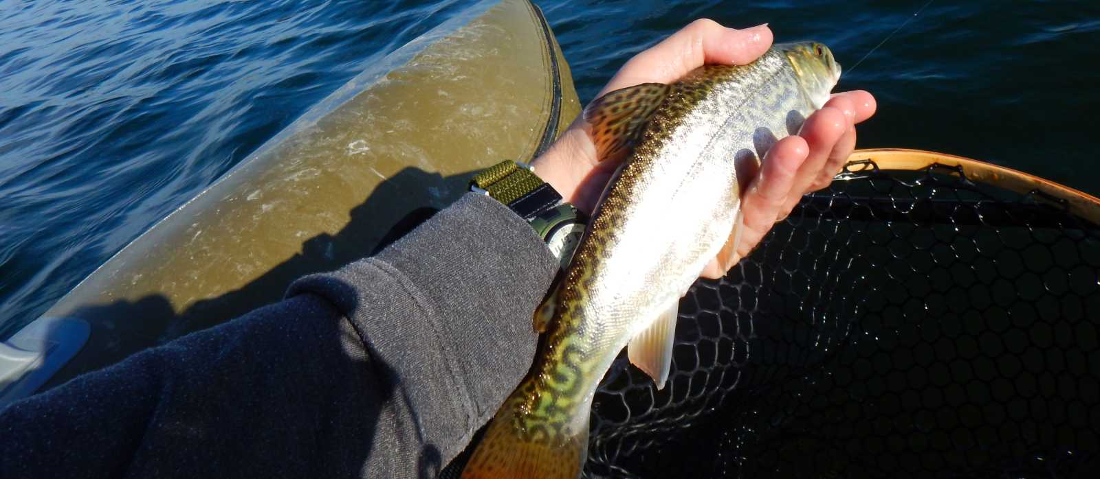 Tiger trout Manitoba 