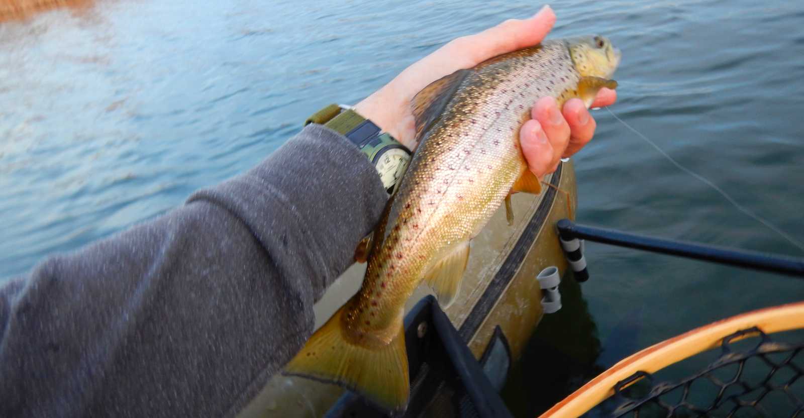 Manitoba Brown Trout