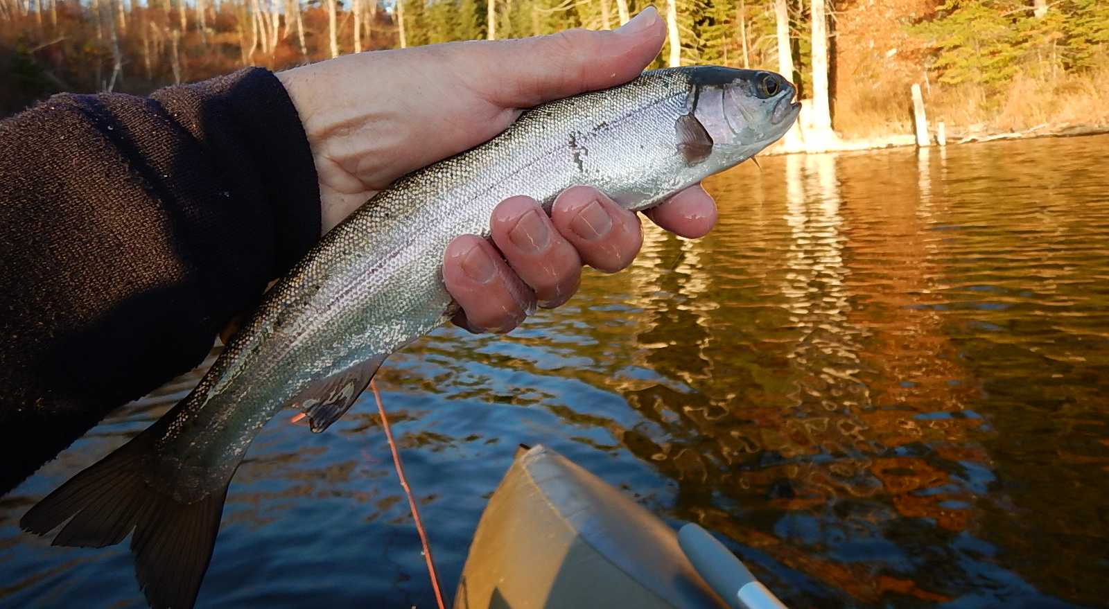 The Parks - Rainbow Trout - Fly Fishing Tank Top