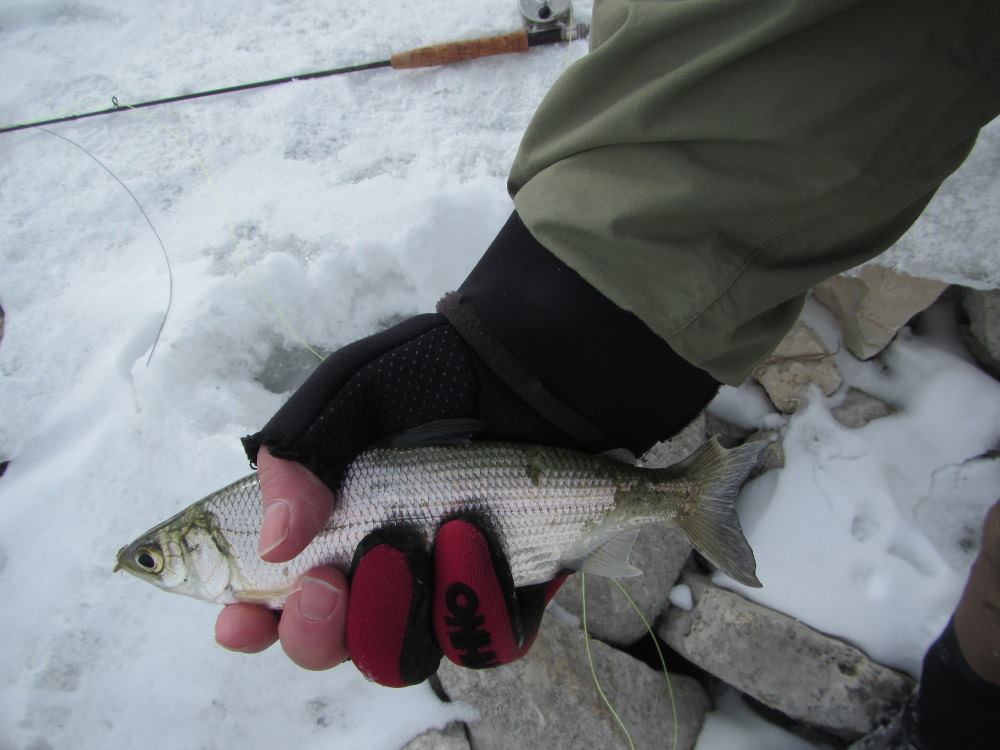 Half the fun of ice fishing on Lake Winnipeg is snowmobiling out to where  the big walleye live! Check out my setup here, my 1995 Skandic 500 sure  gets the job done! 