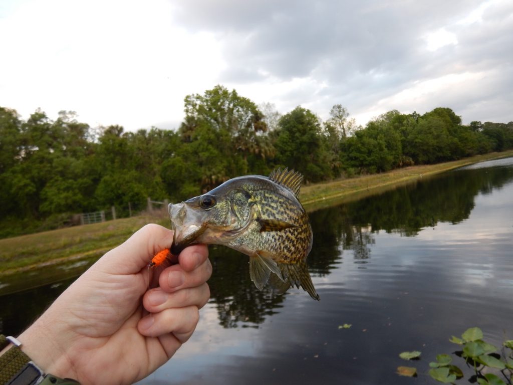 Fly Fishing Flies (Bass, Bream, Crappie, Trout, Pike) Bass Bug Frog (3  flies)