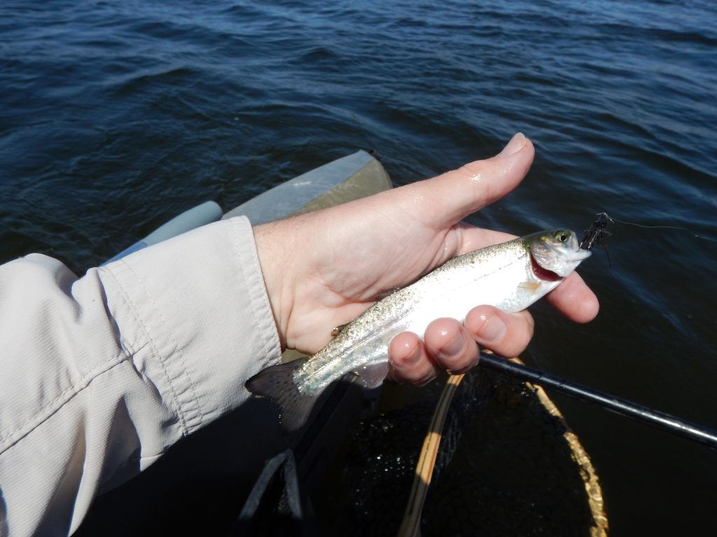 Trout Fly Fishing