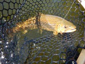 Manitoba Trophy Brown Trout