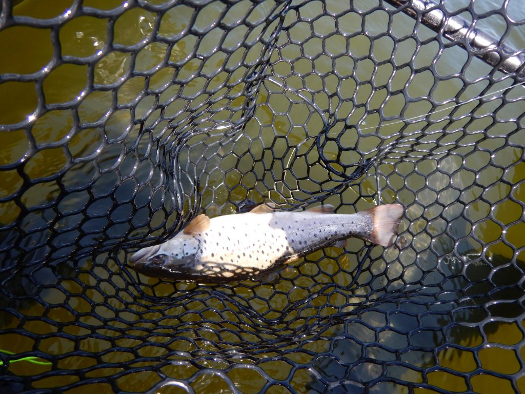 Fly Fishing Caught Brown Trout 2 hours west of Winnipeg