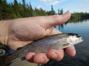 Fly Fishing Stocked Trout Manitoba