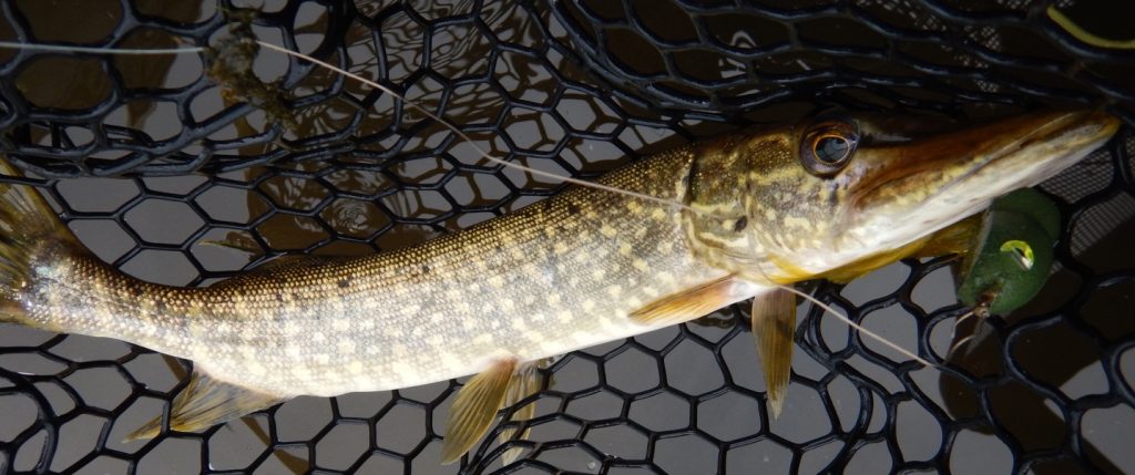 Hammer Handle Pike in a net