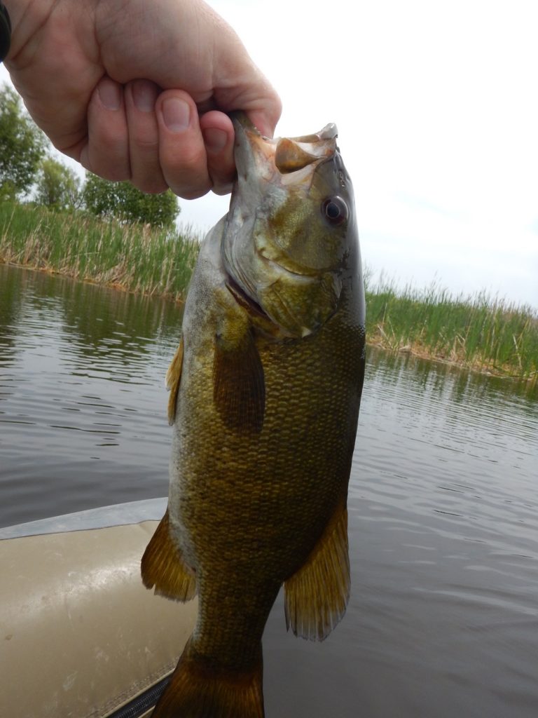 Bass caught on a fly rod