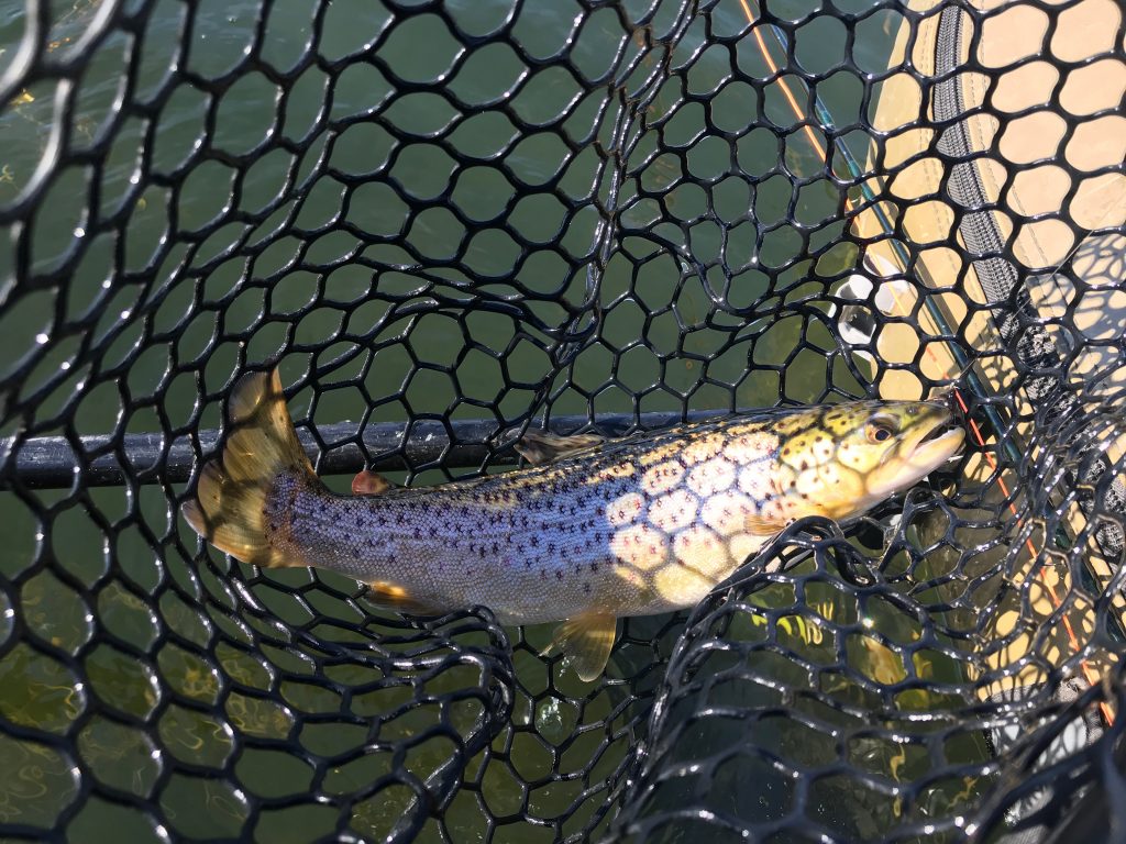 Rainbow Trout Archives - Fly Fishing Manitoba