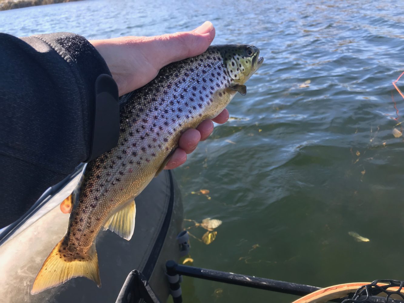 Fly Fishing for brown trout in Eastern Manitoba