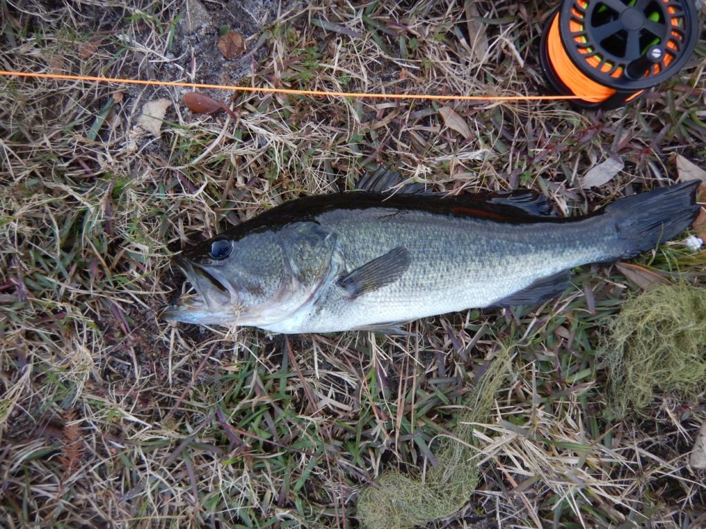 bass Archives - Fly Fishing Manitoba