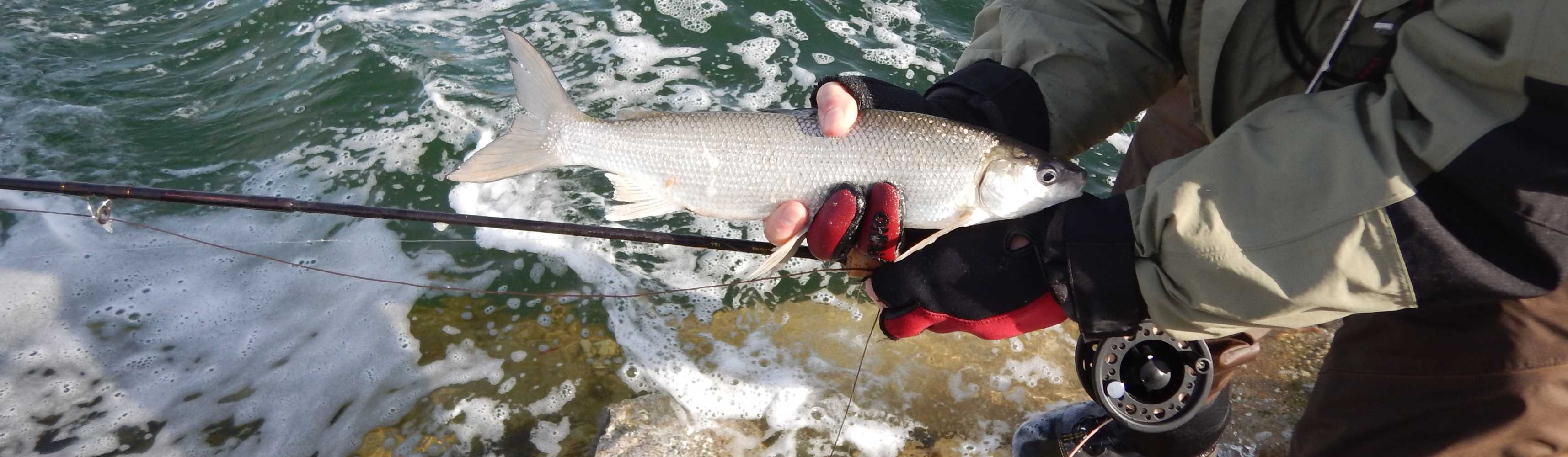 Walleye Archives - Fly Fishing Manitoba