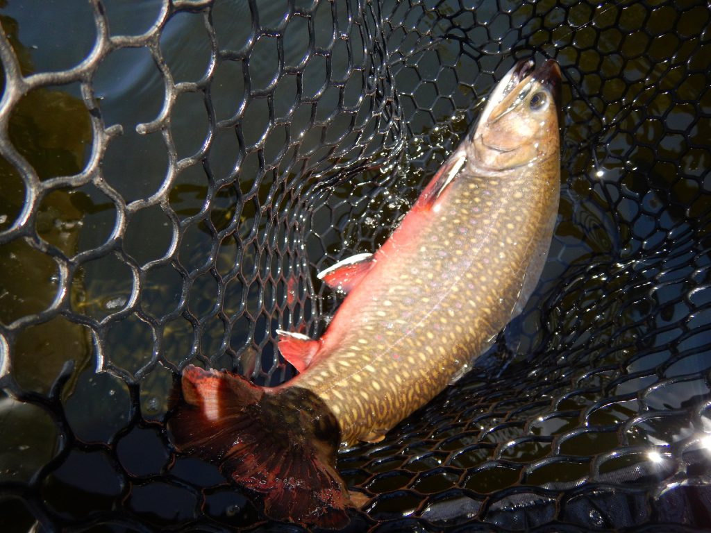 Brook Trout Flourish In Little Moxie Pond After Removing Suckers