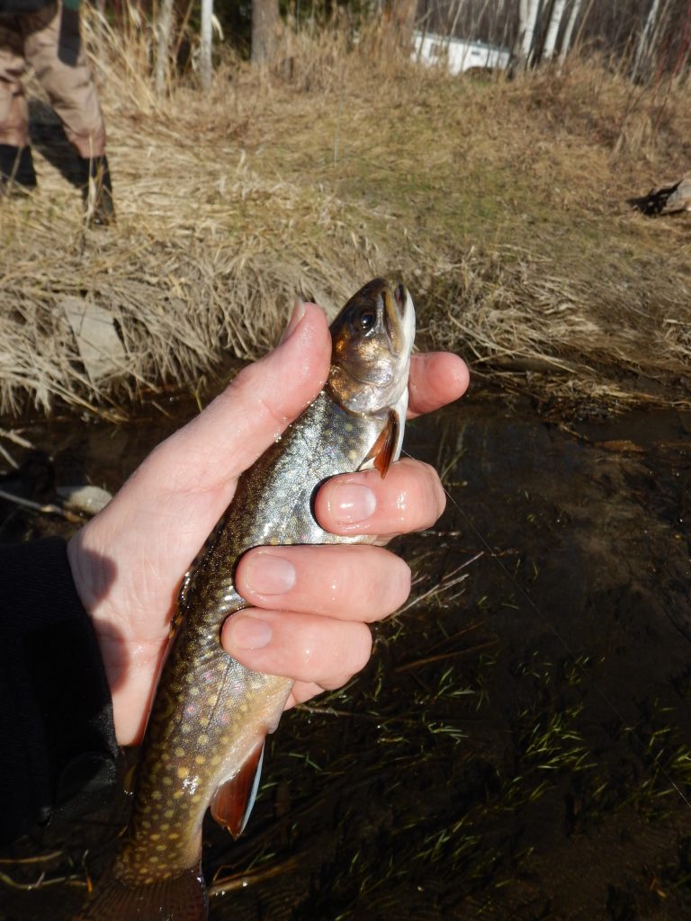 Brook Trout Archives - Fly Fishing Manitoba