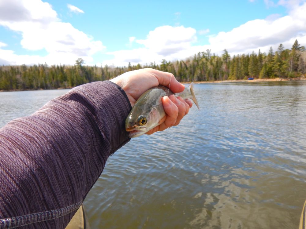 Brook Trout Flourish In Little Moxie Pond After Removing Suckers