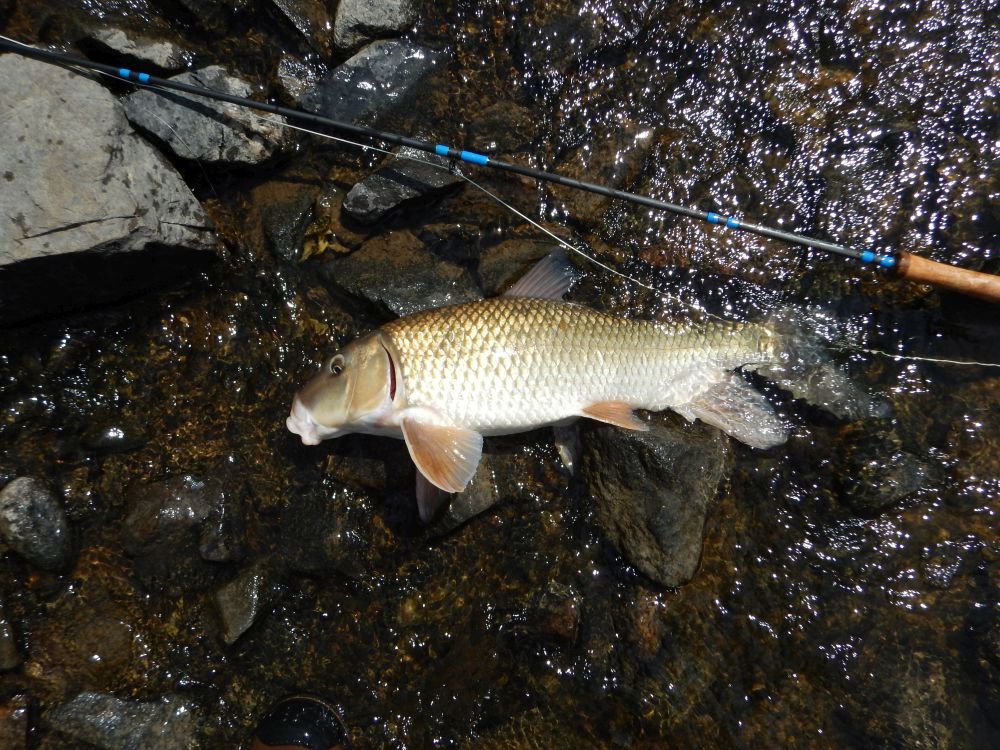 Shorthead Redhorse Sucker