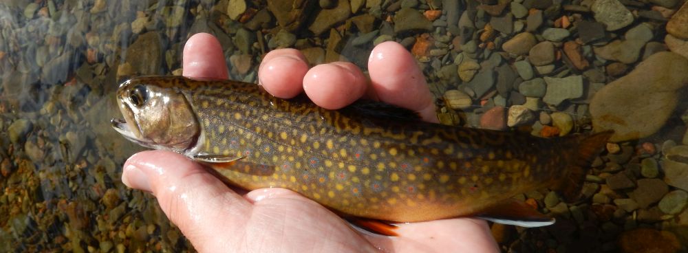 Ice-Fishing for Eastern Brook Trout - Go Fish BC