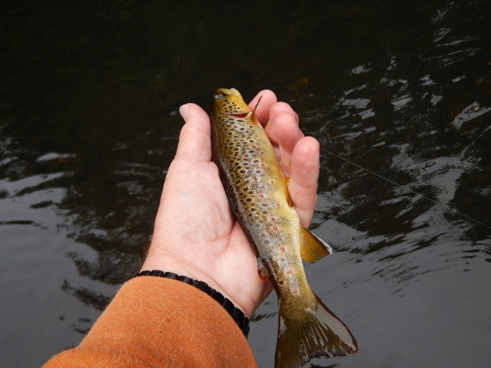 Spinning fishing trout in lakes. Brook trout. A close up rainbow